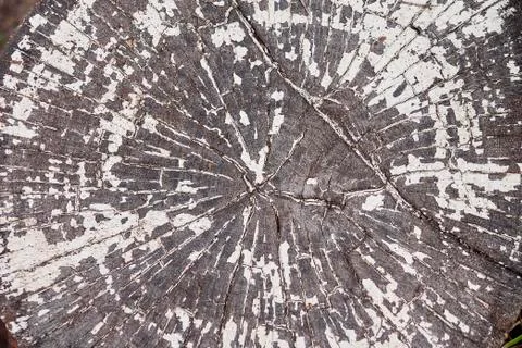 Part of the log section fragment is covered with wiped paint Stock Photos