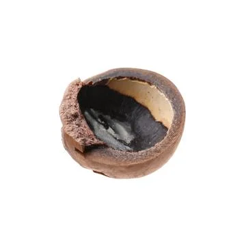 Part of macadamia nut shell isolated on white Foto stock