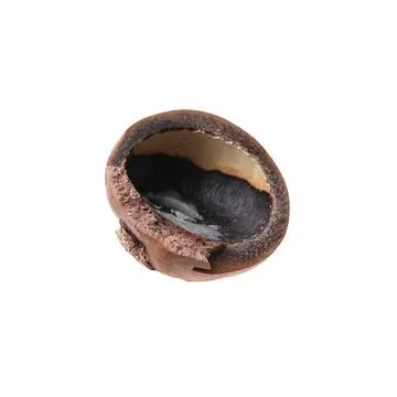 Part of macadamia nut shell isolated on white Foto stock