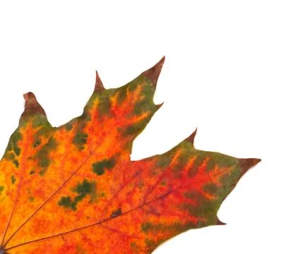 Part of multicolor autumn maple-leaf Stock Photos