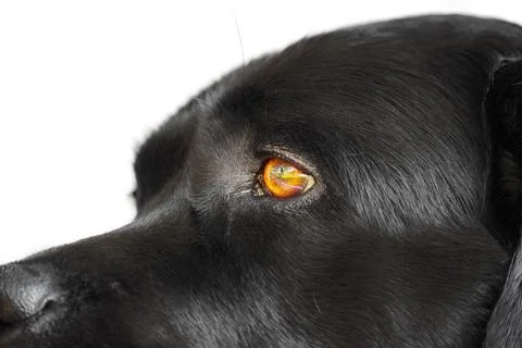 Part of the muzzle of a black Labrador retriever. The eye of a dog, a pet. Stock Photos
