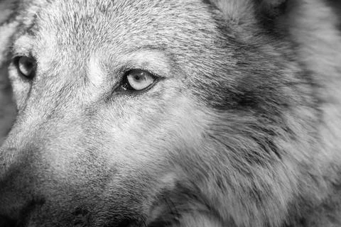 Part muzzle of a gray wolf closeup monochrome tone Stock Photos