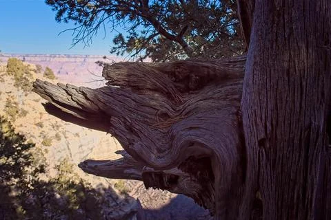 Part of an old dead tree on the edge of the Grand Canyon, Arizona. Stock Photos