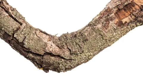 Part of an old dry pear tree branch. isolated on white background Stock Photos