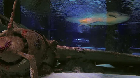 Part of an old rust wrecked plane in an aquarium Stock Footage 203958842