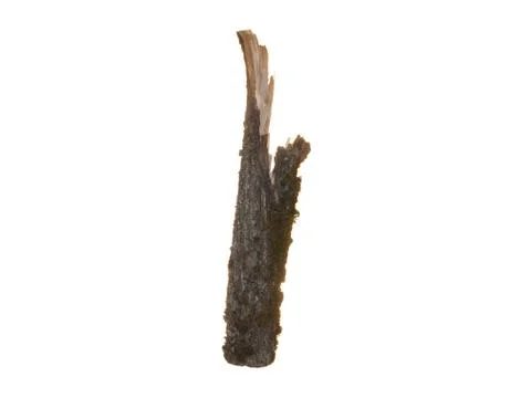 Part of old tree trunk covered with moss isolated on white background. Stock Photos
