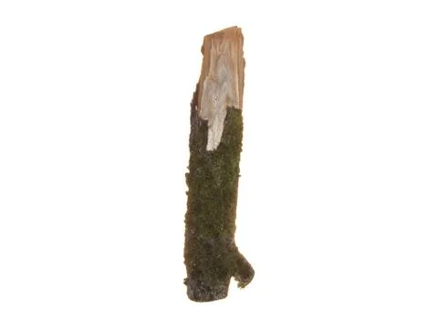 Part of old tree trunk covered with moss isolated on white background. Stock Photos