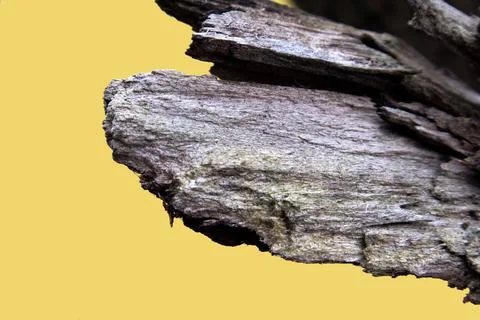 A part of old withered pine branch close up Stock Photos