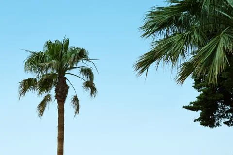 Part of palm tree Stock Photos