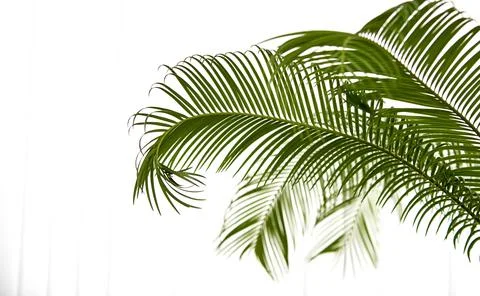 Part of palm tree on white background Stock Photos