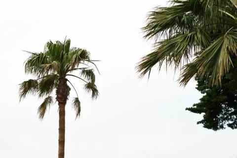 Part of palm tree on white Stock Photos