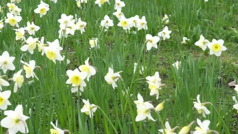 Part of a panoramic picture of daffodils,  Easter bells,  field. Stock Footage 167637411