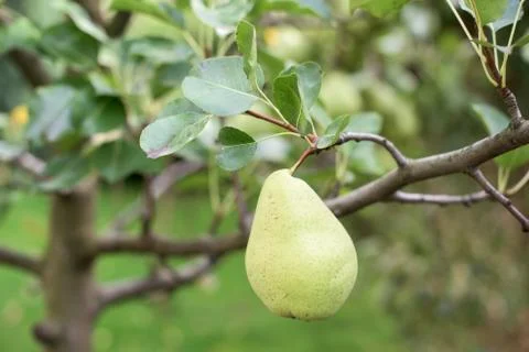 Part of pear tree Stock Photos