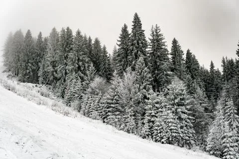 Part of pine tree forest on the snow hill Stock Photos