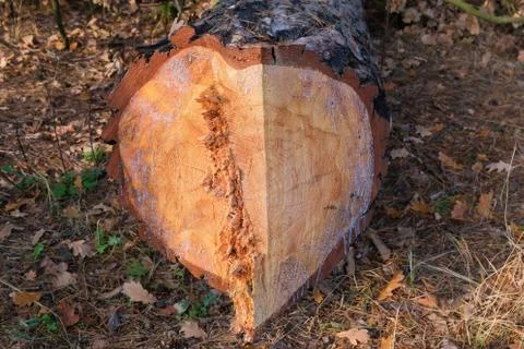 Part of pine trunk that was cut down with chainsaw Stock Photos
