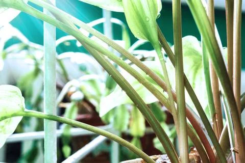 Part of the plant Stock Photos