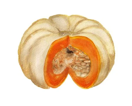 Part of pumpkin Stock Illustration