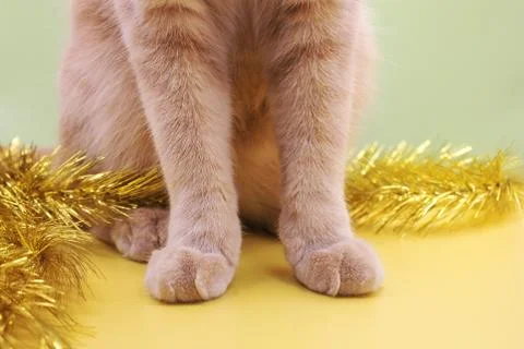 Part of a red cat close-up. Front paws of a sitting red cat close-up. \ Stock Photos