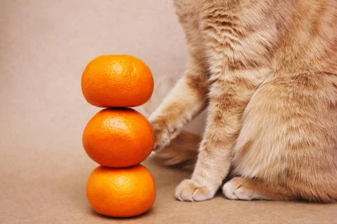 Part of a red cat touching a tower of three tangerines with its paw. Vitamins Stock Photos