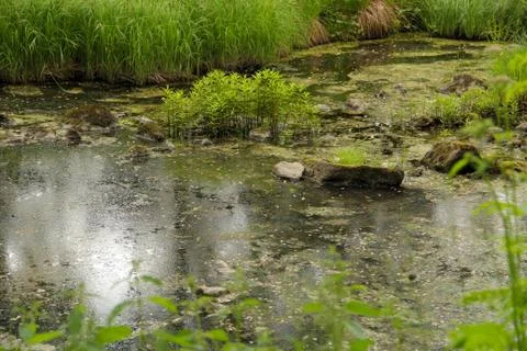 Part of riverbed Stock Photos