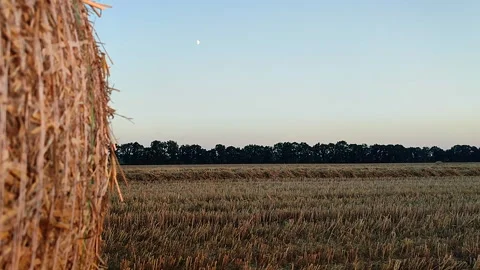 Part of a round haystack, a field with stalks of mown wheat, a line of trees Stock Footage 328610968
