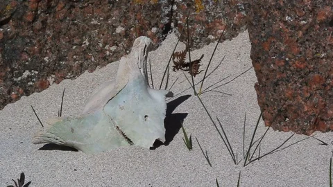 A part of a sheep skull 스톡 동영상 102866045