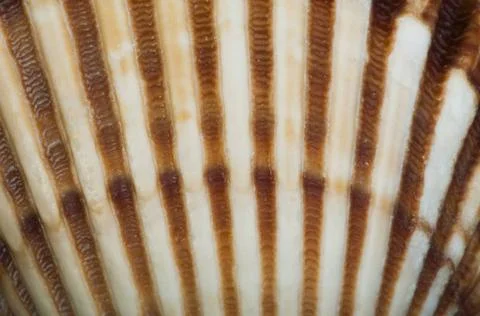Part of shell very close up for background Part of shell very close up for... Stockfoto's
