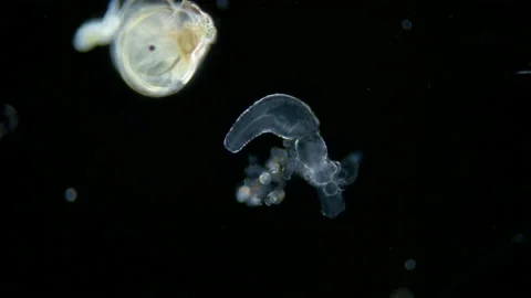 Part of Siphonophora colony under a microscope, class Hydrozoa. T Stock Footage 235790580