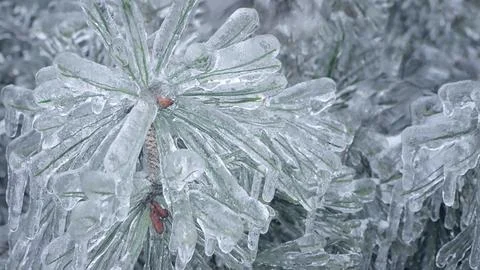 Part of spruce branches in ice. Thick layer of ice on pine needles. Selecti.. Stock Photos
