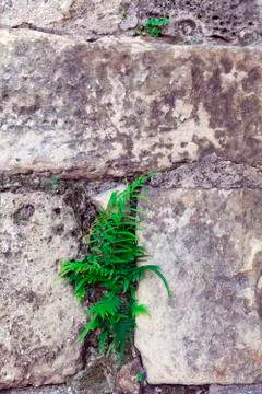 Part of a stone wall . Background or texture Stock Photos