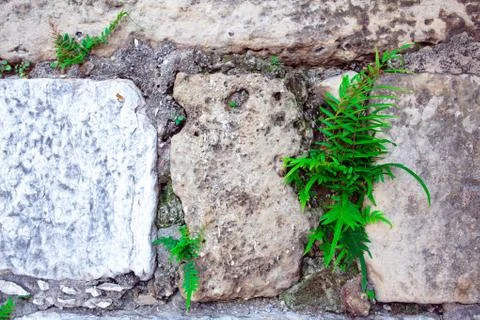 Part of a stone wall . Background or texture Stock Photos