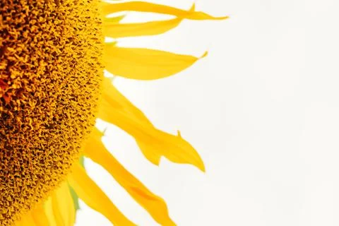 Part of sunflower close up on white background, soft focus Stock Photos
