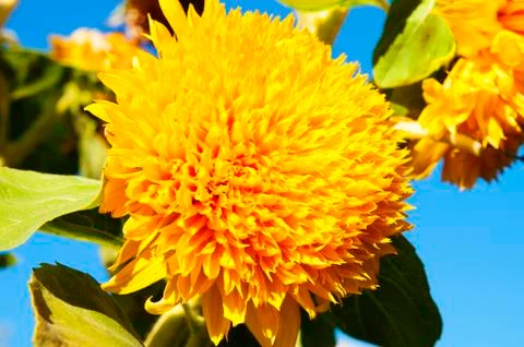 Part of sunflower 스톡 사진