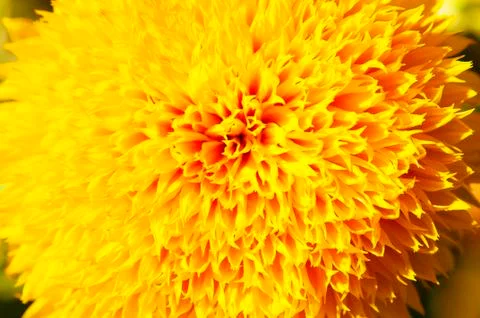 Part of sunflower Stock Photos