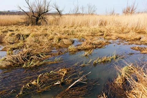 Part of the swamp Stock Photos