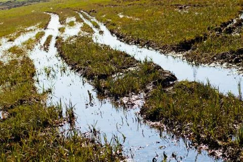 Part of the swamp Stock Photos