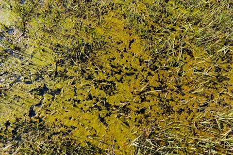 Part of the swamp Stock Photos