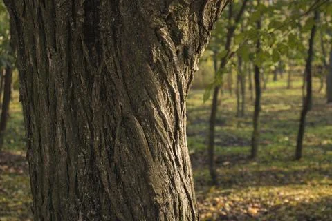 Part of a thick brown tree on a blurry green background Stock Photos