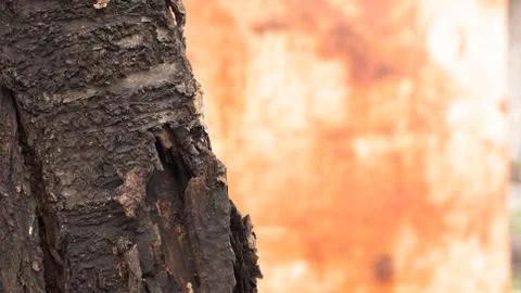 Part of the tree bark, texture and texture of the tree trunk. Stock Photos