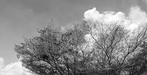 Part of the tree with clouds and sky, Nature background Stock Photos