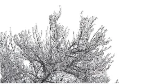 Part of tree crown branches in ice on white isolated background. There is a.. Stock Photos