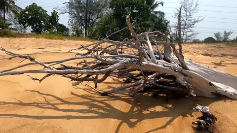 Part of a tree with dry roots on the seashore. Stock Footage 242166816