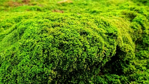 Part of a tree overgrown with moss. Stock Footage 305035489