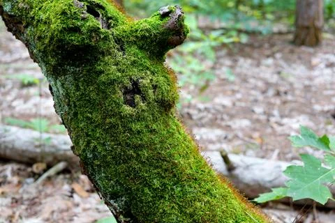 Part of a tree trunk close-up densely covered with moss Stock Photos