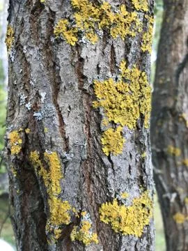 Part of a tree trunk with lichen growing on the bark. Photographed close-up Stock Photos