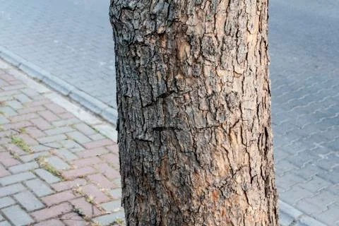 A Part of a Tree Trunk Stock Photos
