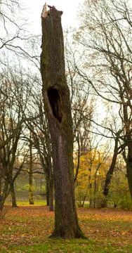 Part of the tree trunk Stock Photos
