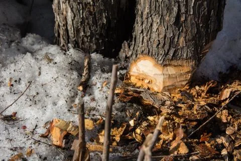 Part of the trunk of an ax-cut tree and chips around with snow Stock Photos