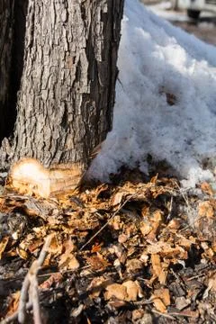 Part of the trunk of an ax-cut tree and chips around with snow Stock Photos