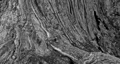 Part of the trunk of an old olive tree with bark covered with a pattern of cr Stock Photos